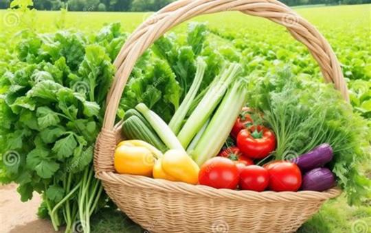 veg basket new